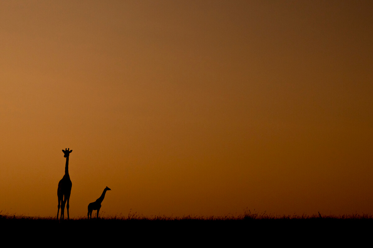 silhouette di due giraffe al tramonto nel masai mara