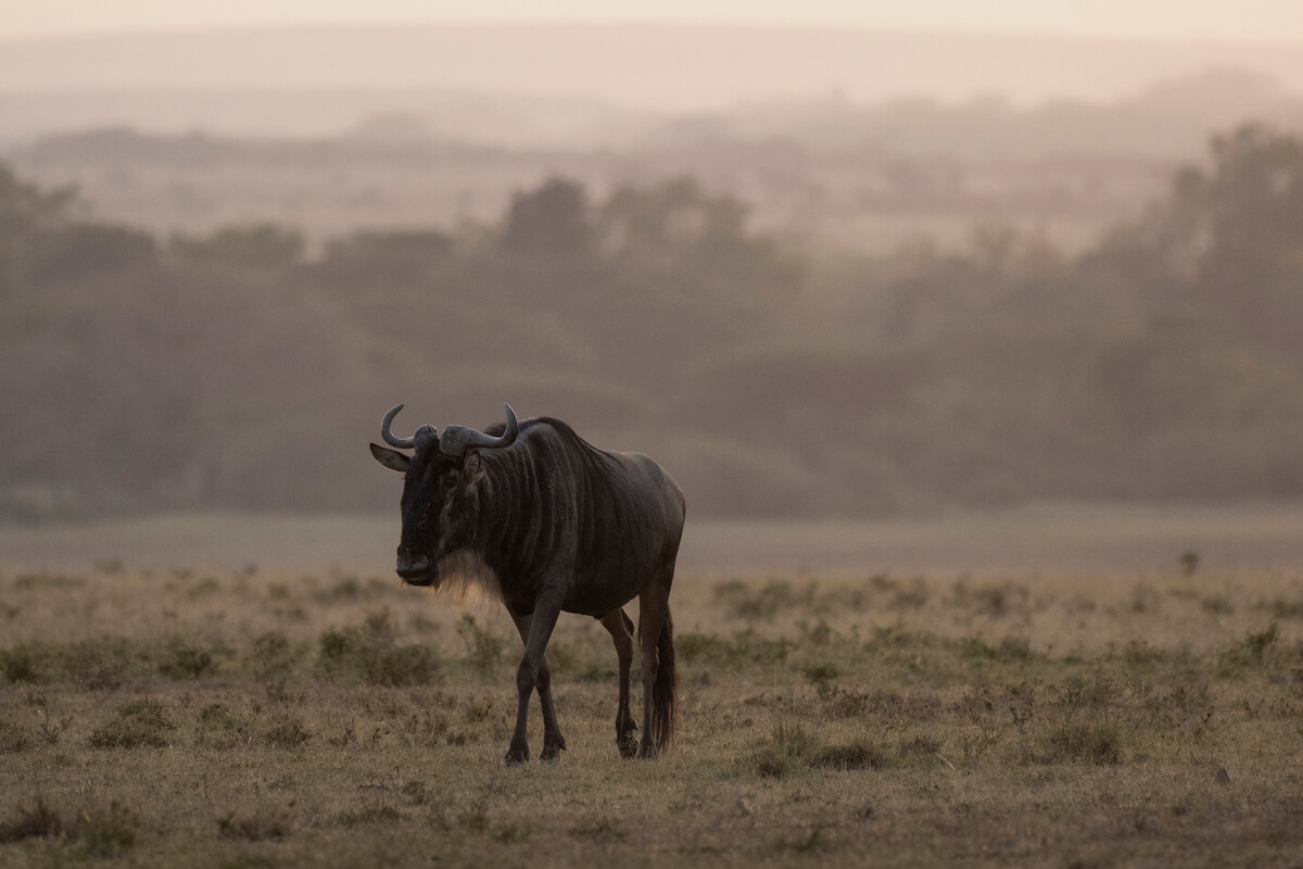 uno gnu in uno dei luoghi più emblematici per un safari in Kenya in italiano: il Masai Mara