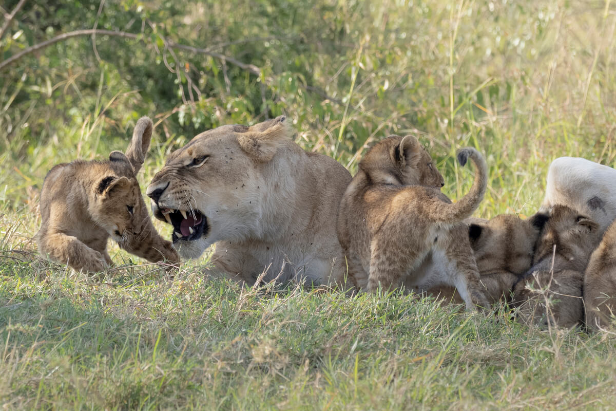 un gruppo di cuccioli di leone di due o tre mesi insieme alla madre