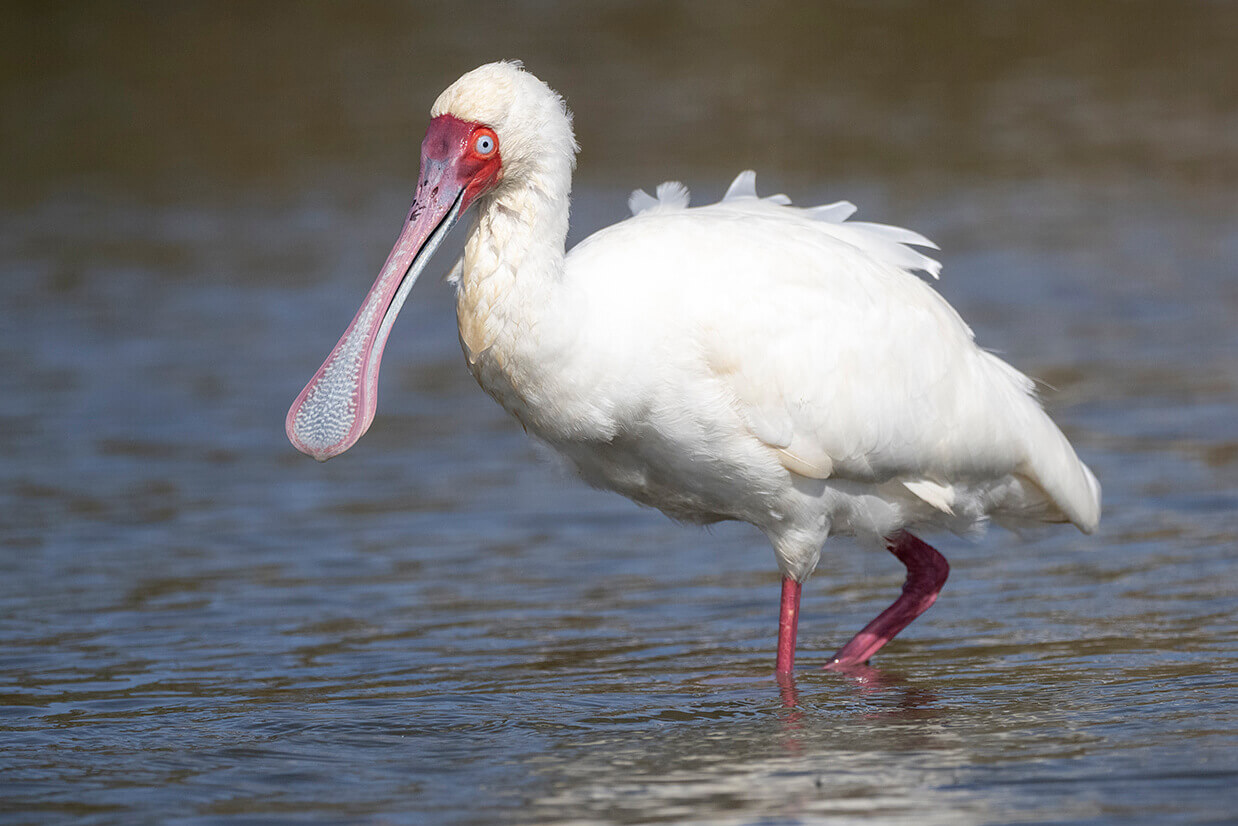 uccello acquatico fotografato al Lago Naivasha