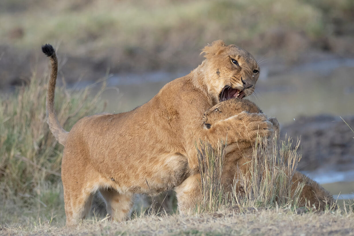 leoni durante un safari a Ol Pejeta