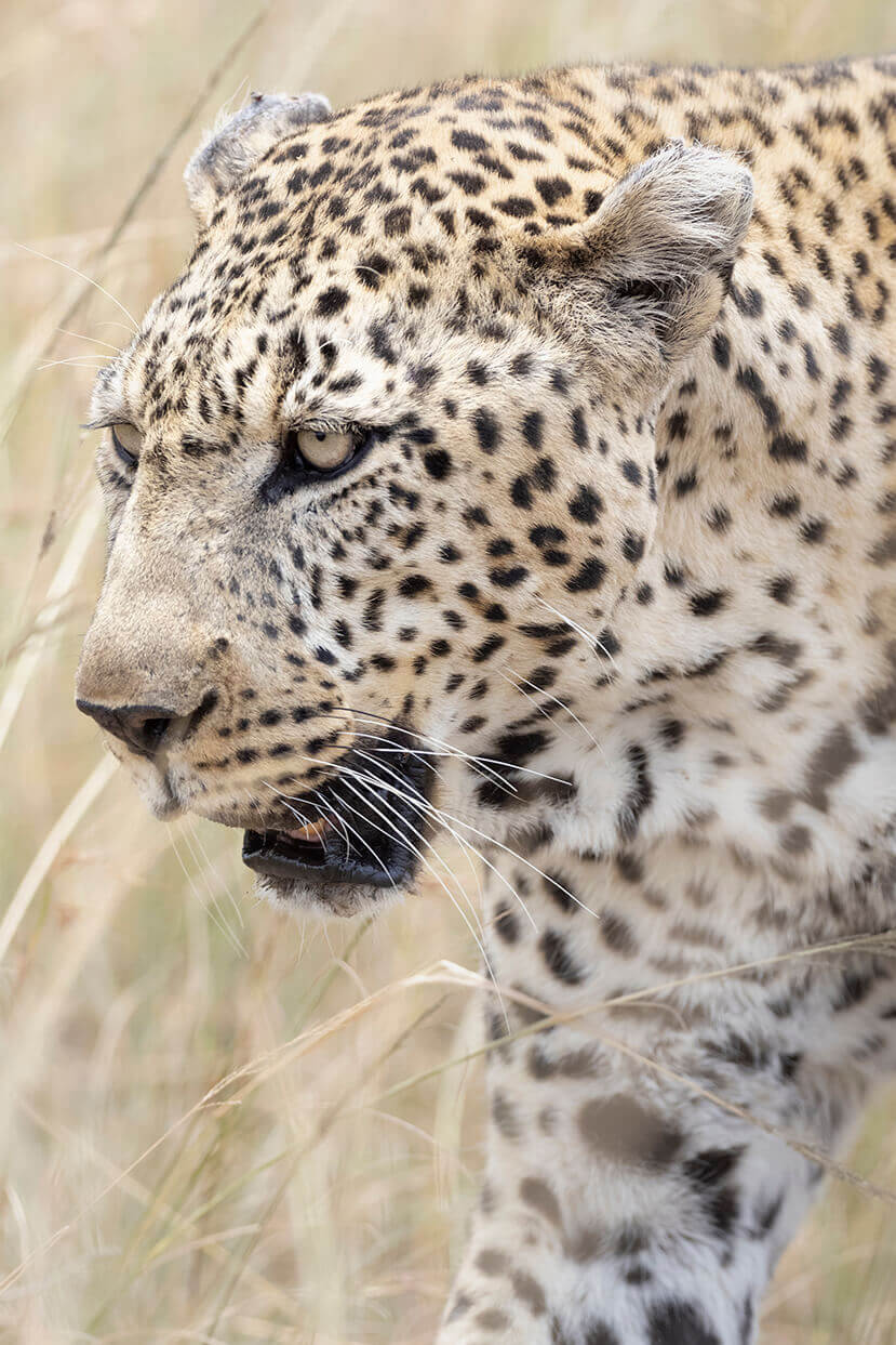 fare un safari nella savana durante una luna di miele in Kenya può regalarti l’opportunità di vedere un leopardo