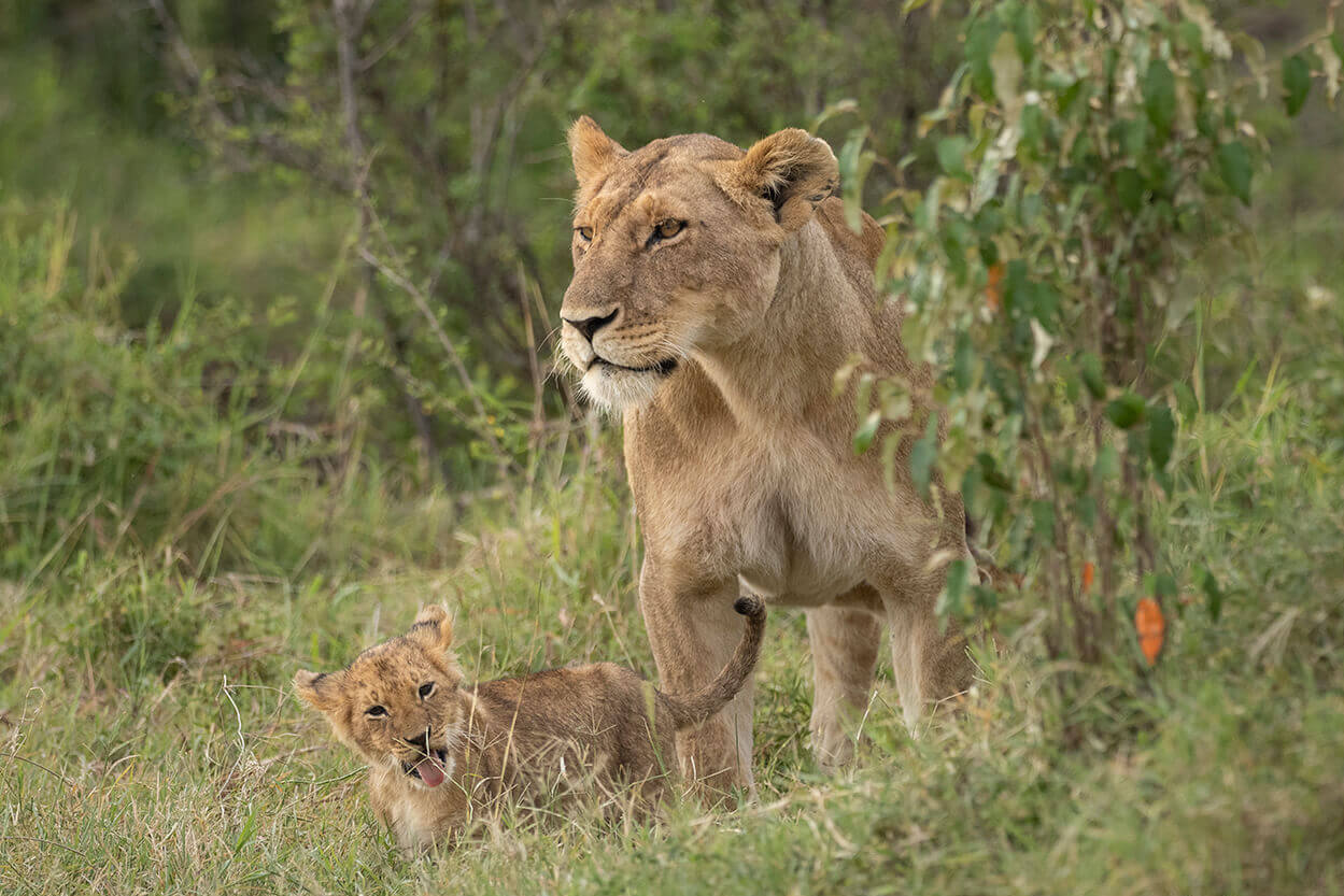 famiglia di leoni fotografata in una luna di miele in Kenya e in particolare nel Masai Mara dopo la stagione delle piogge