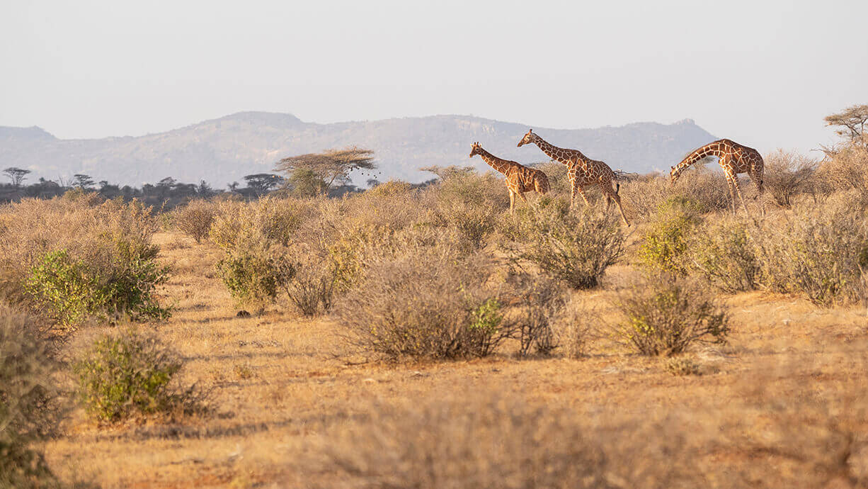 giraffe fotografate nell’ecosistema semiarido di Samburu