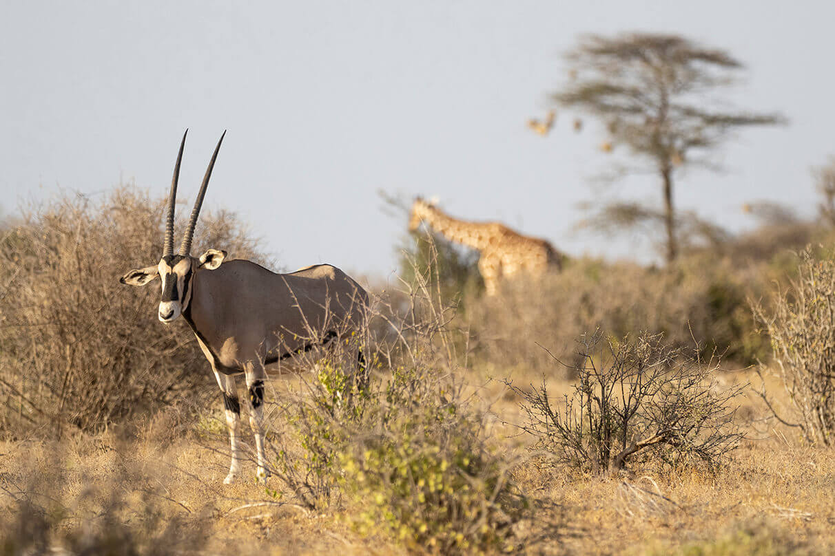 visitare Samburu in una luna di miele in Kenya è ideale per vedere specie uniche come l’orice della foto