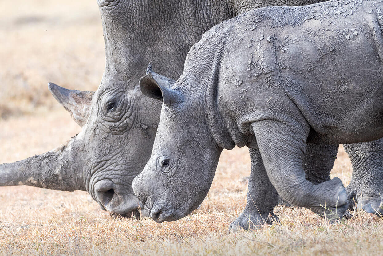 un cucciolo di rinoceronte con sua madre a Ol Pejeta