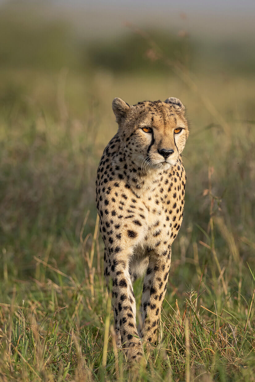 i ghepardi sono uno dei grandi protagonisti in una luna di miele nel Masai Mara
