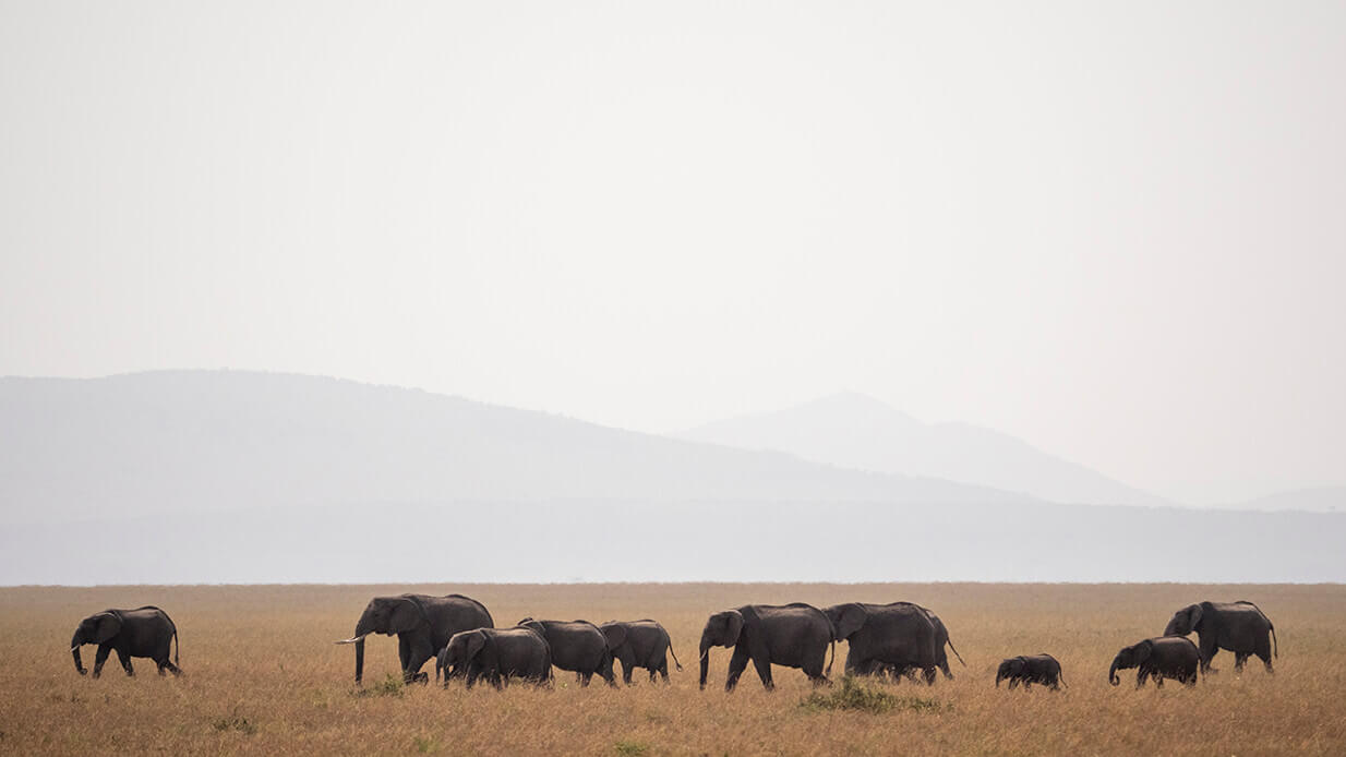 elefanti selvatici fotografati durante un safari