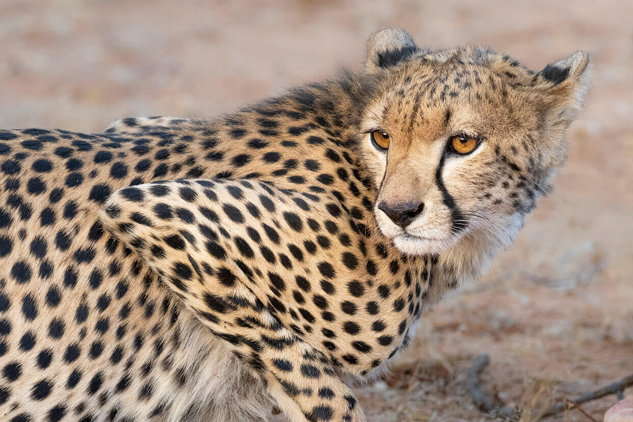 ghepardo nella Riserva Nazionale di Samburu