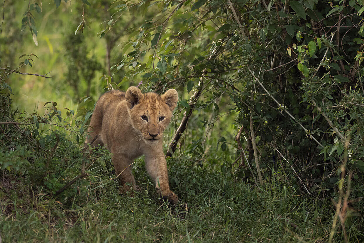 piccolo leone che cammina tra i cespugli nel Masai Mara