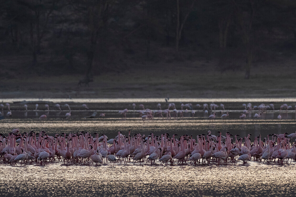 fenicotteri nel Parco Nazionale del Lago Nakuru che è uno dei posti più interessanti dove fare un safari in una luna di miele in Kenya