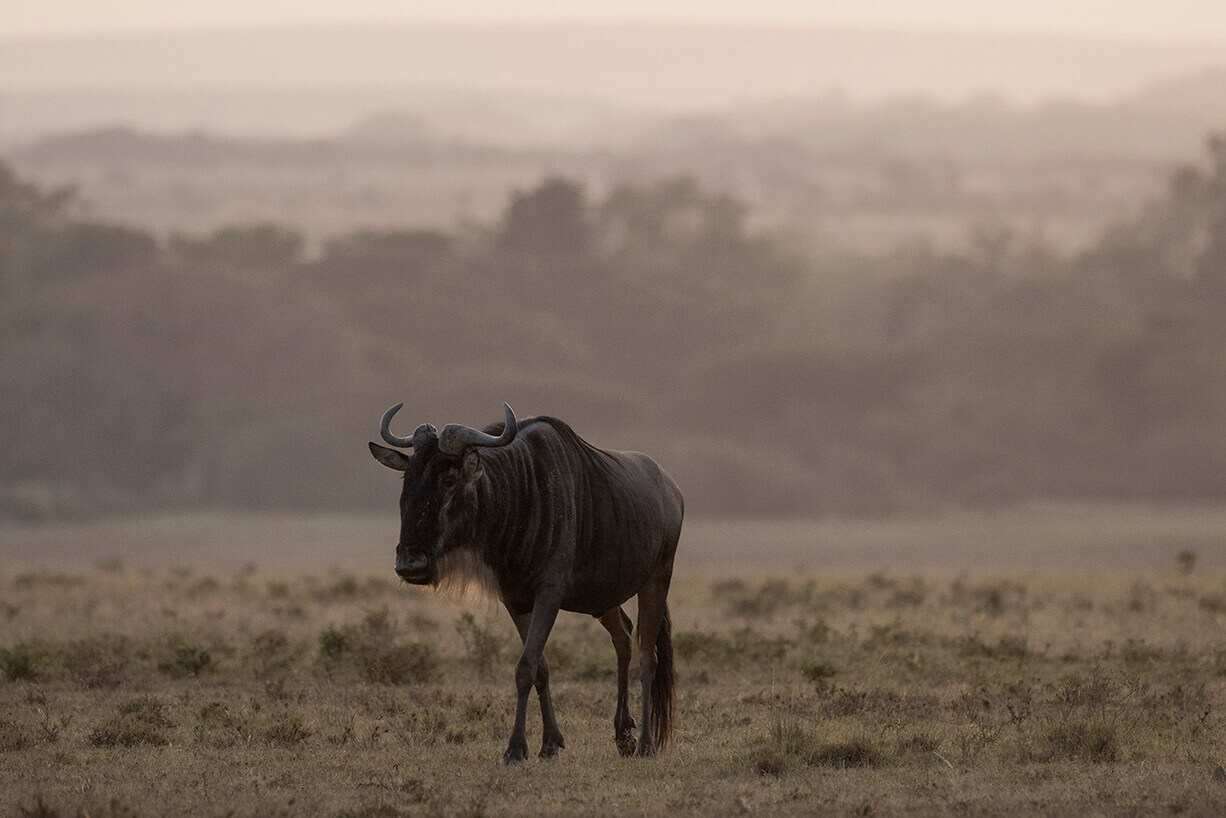 uno gnu nel Masai Mara nel periodo in cui la grande migrazione si trova nel Serengeti