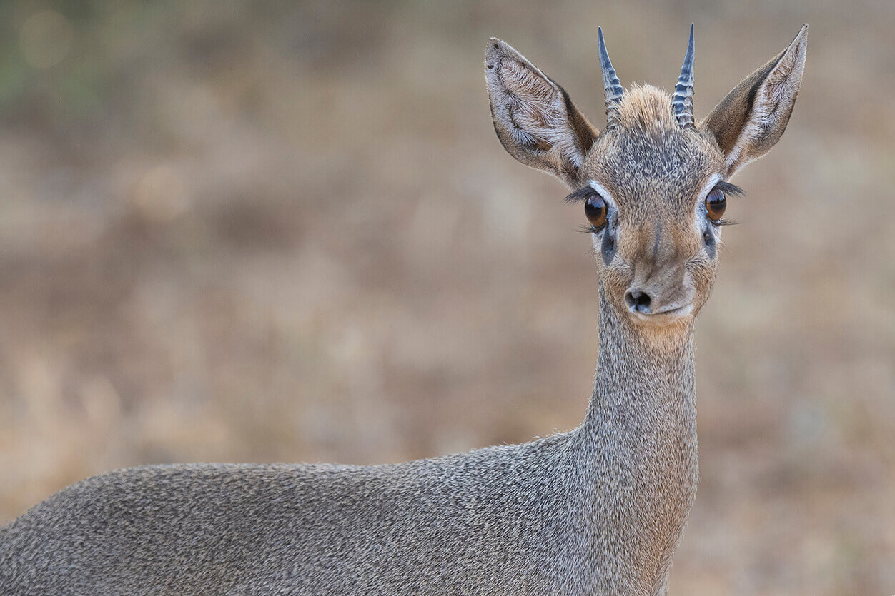 il dik-dik è l’antilope più piccola che si può vedere in Kenya