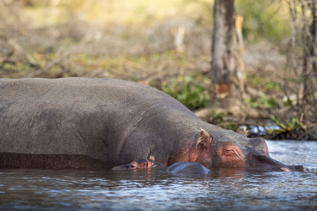 per vedere da vicino gli ippopotami in un safari di luna di miele in Kenya, la cosa migliore è fare un giro in barca sul Lago Naivasha