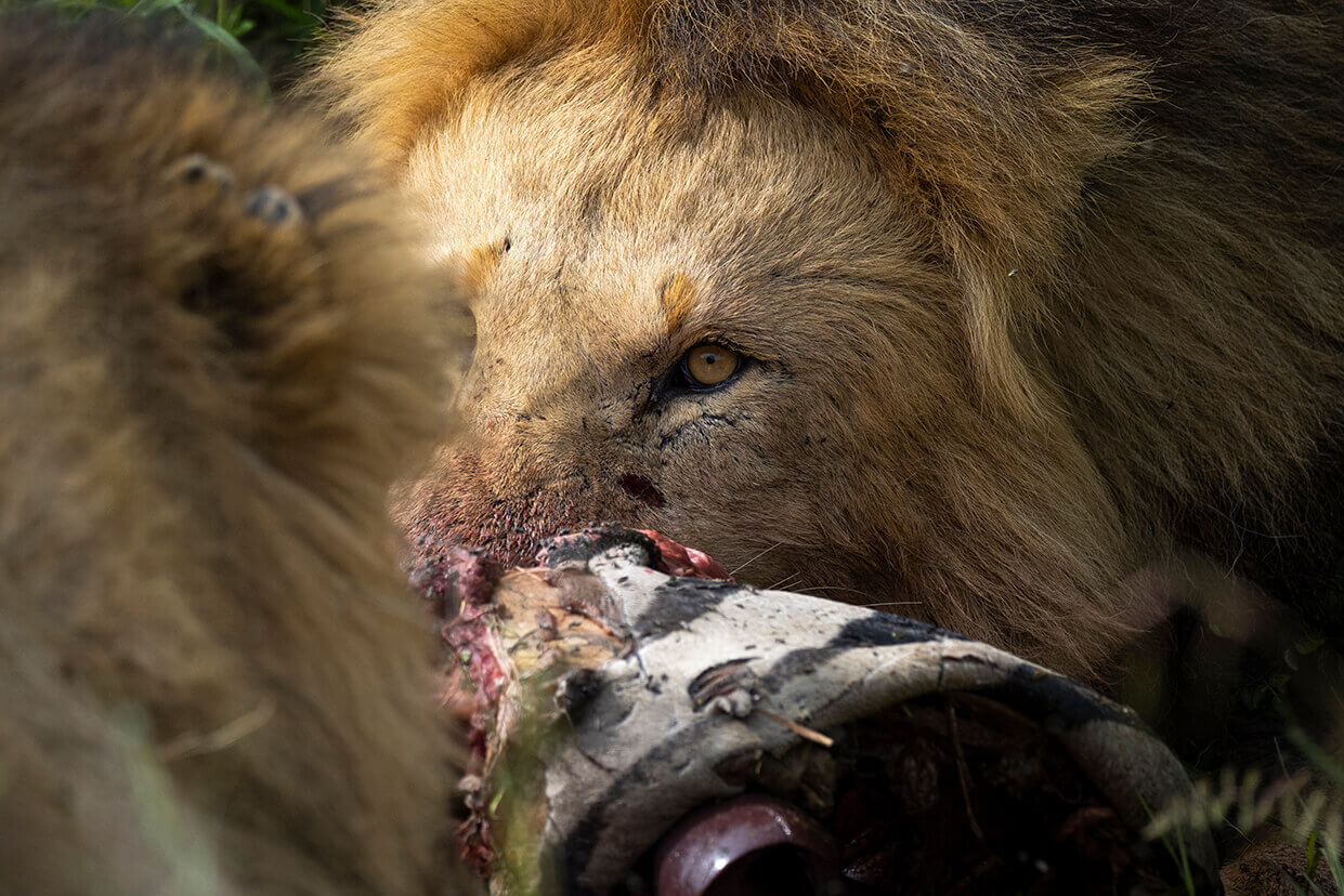 due leoni che mangiano nel Masai Mara