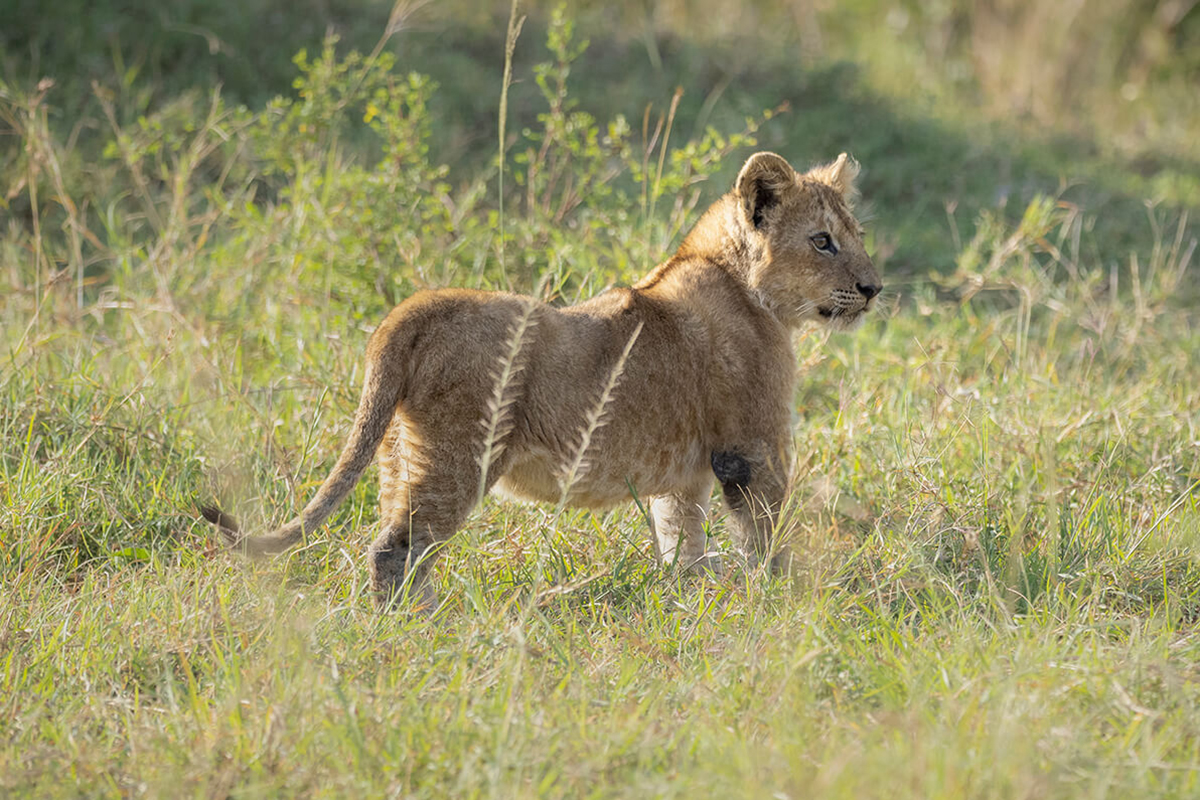 in un safari in Kenia in 5 giorni è importante scegliere bene i siti da visitare per poter vedere scene così incredibili come un gruppo di cuccioli di leoni