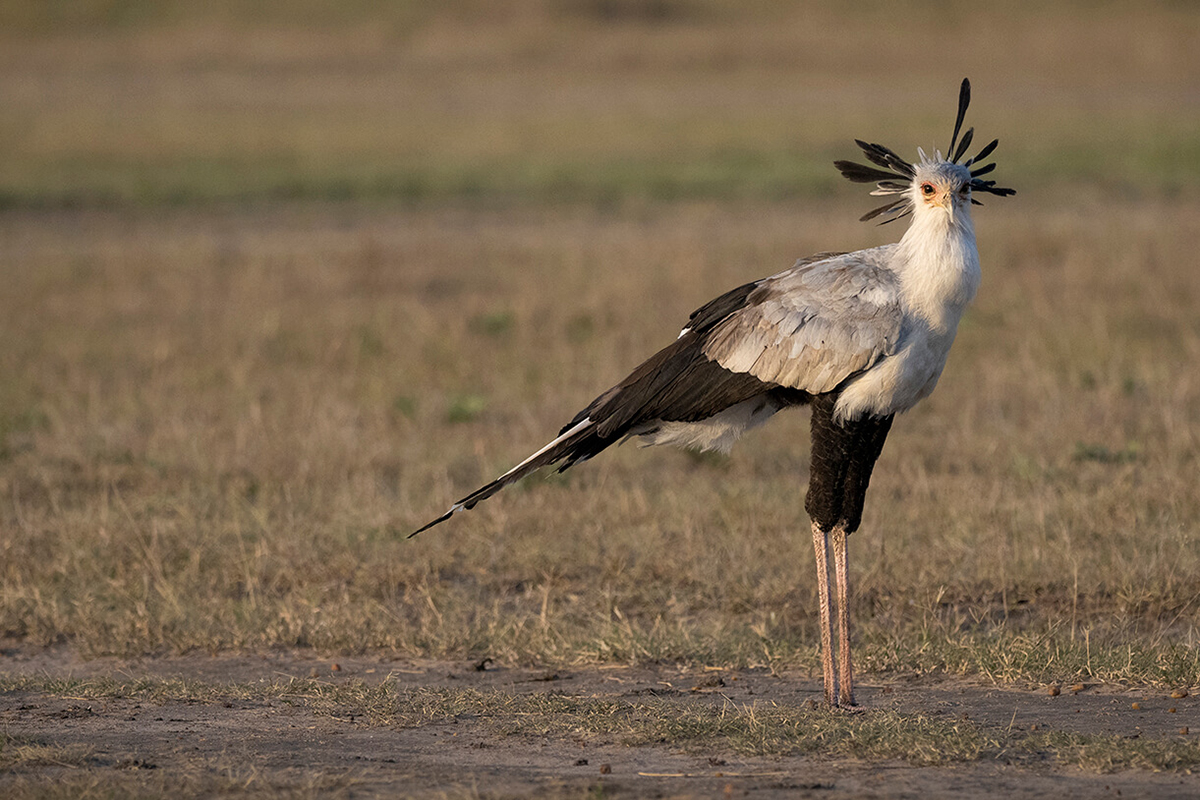 gli uccelli sono un altro dei grandi attrattivi in un safari in Kenia