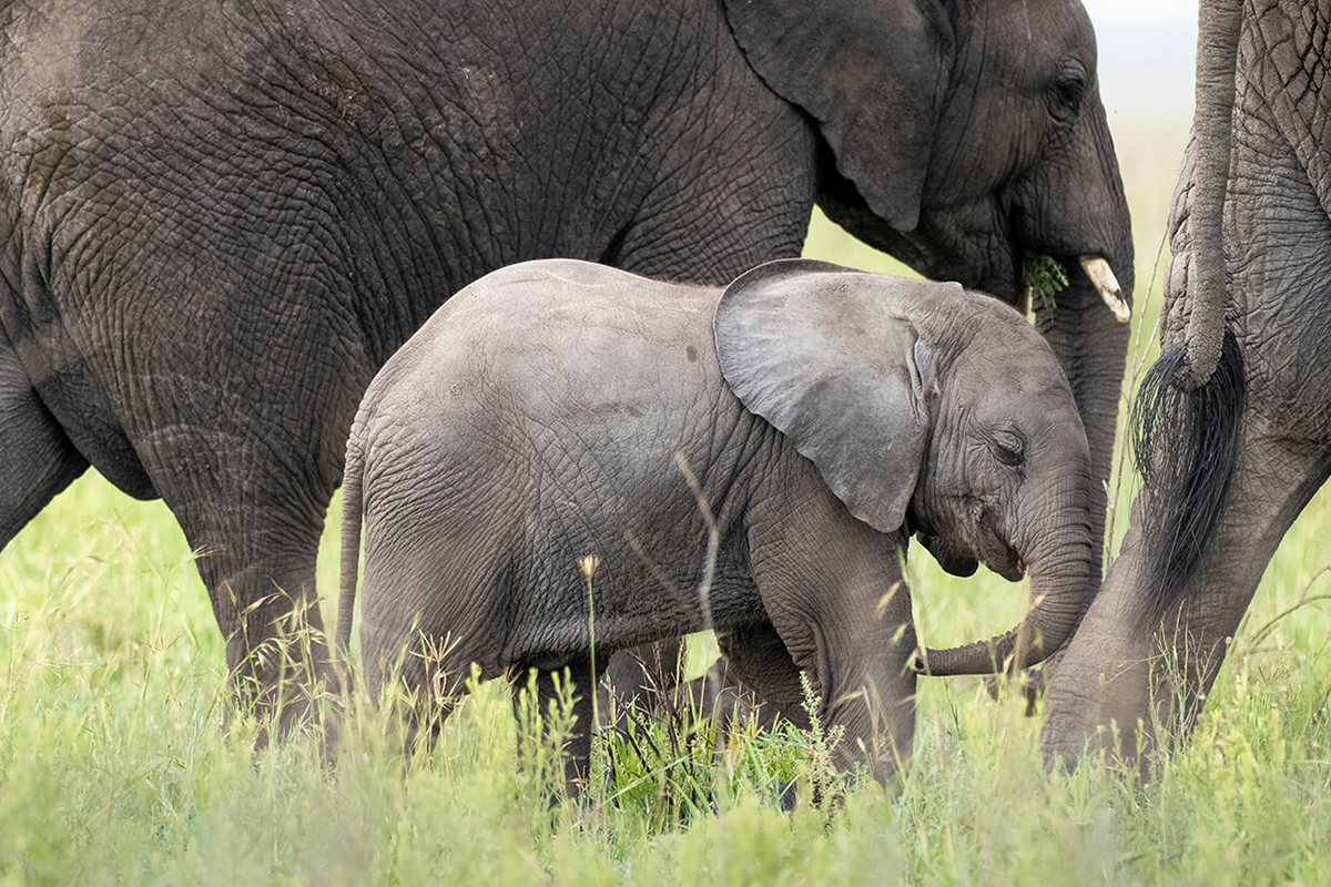 il Parco Nazionale Amboseli è famoso per gli elefanti