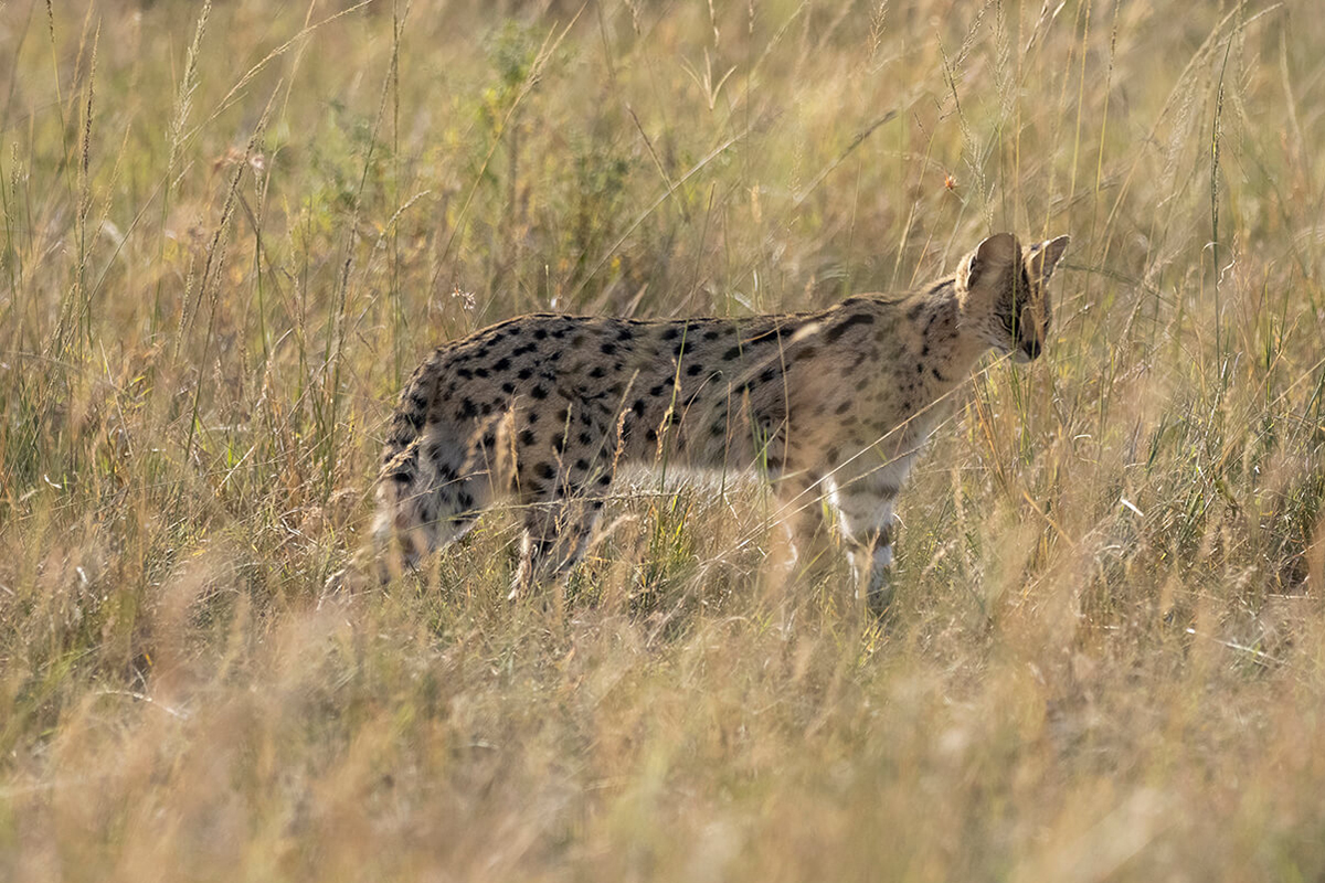 serval nel Masai Mara nelle ultime ore di safari
