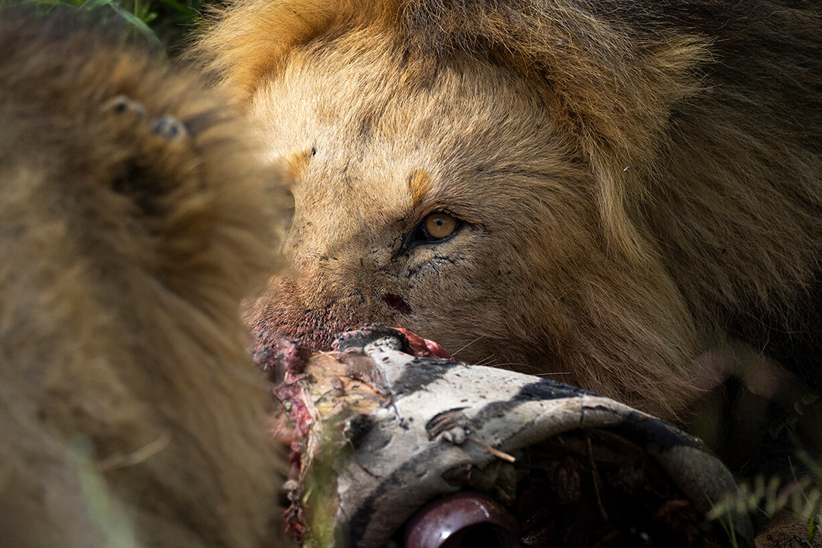 primo piano di due leoni che mangiano una zebra