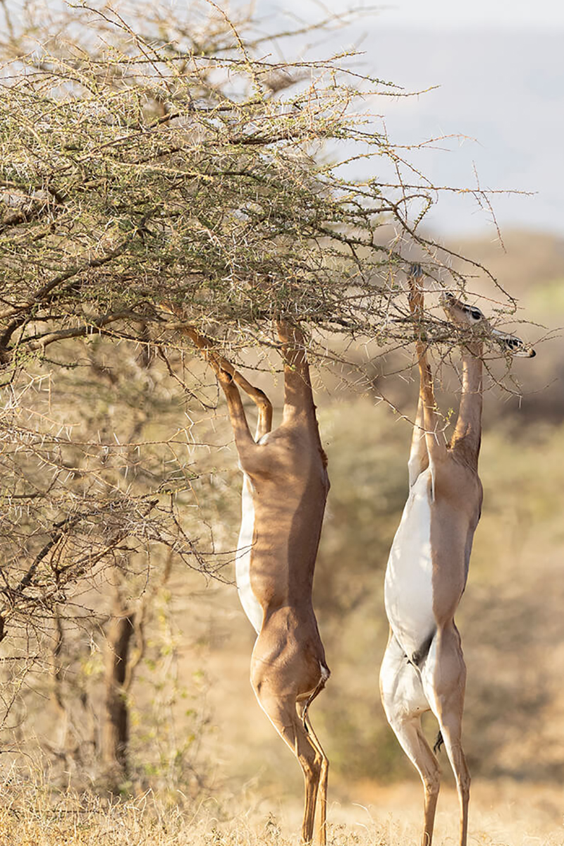 l'ecosistema semi-arido di Samburu permette di vedere una fauna molto particolare per questo è interessante includerlo in un safari in Kenia in 5 giorni