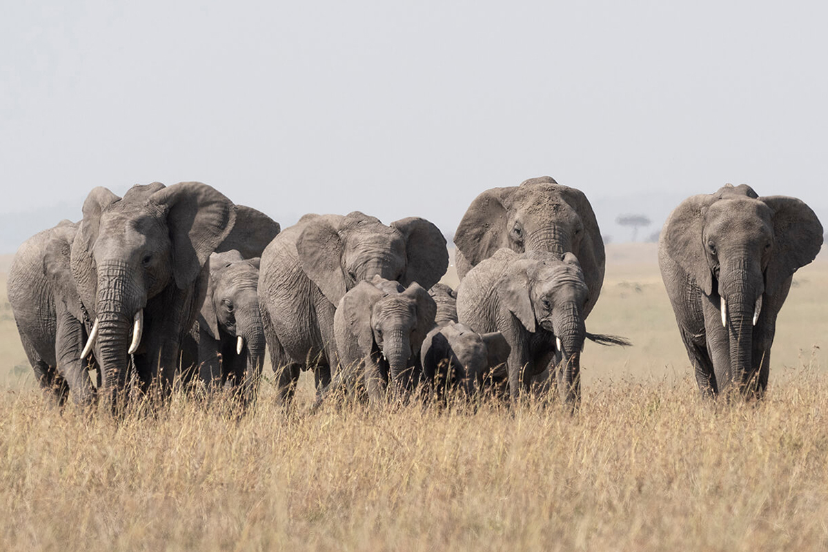 elefanti che camminano insieme nella savana del Masai Mara