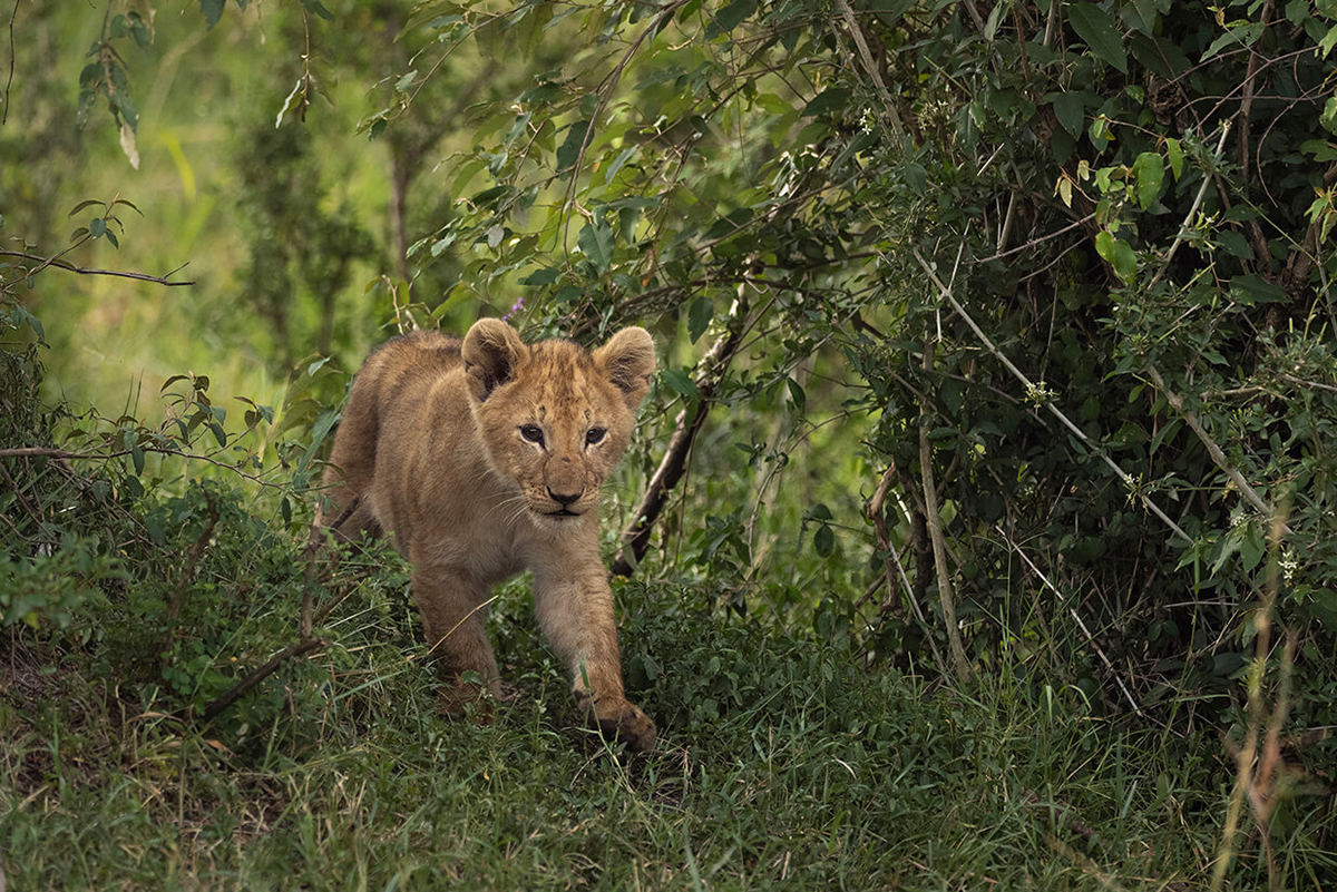 cucciolo di leone tra arbusti nel Masai Mara