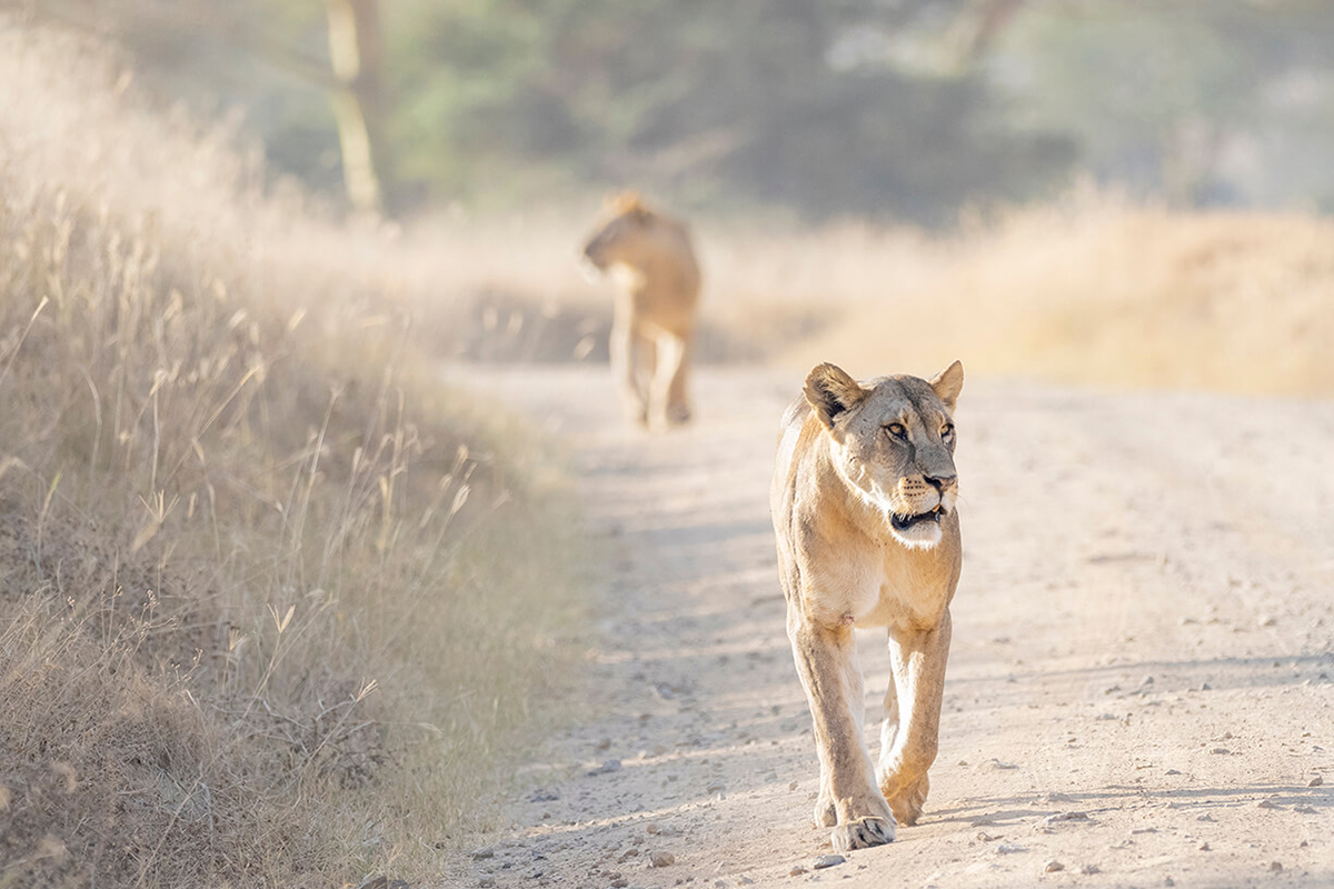 leonesse che camminano verso le viste del Lago Nakuru