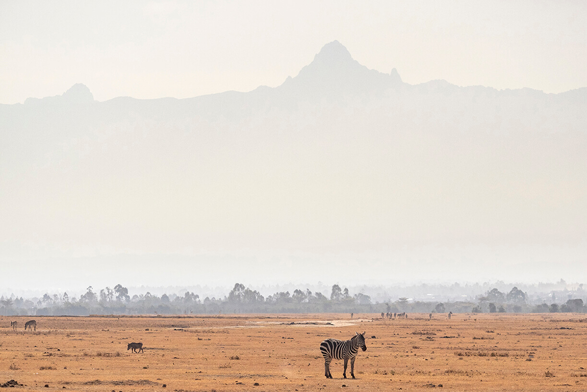 una zebra con la sagoma del Monte Kenia a Ol Pejeta
