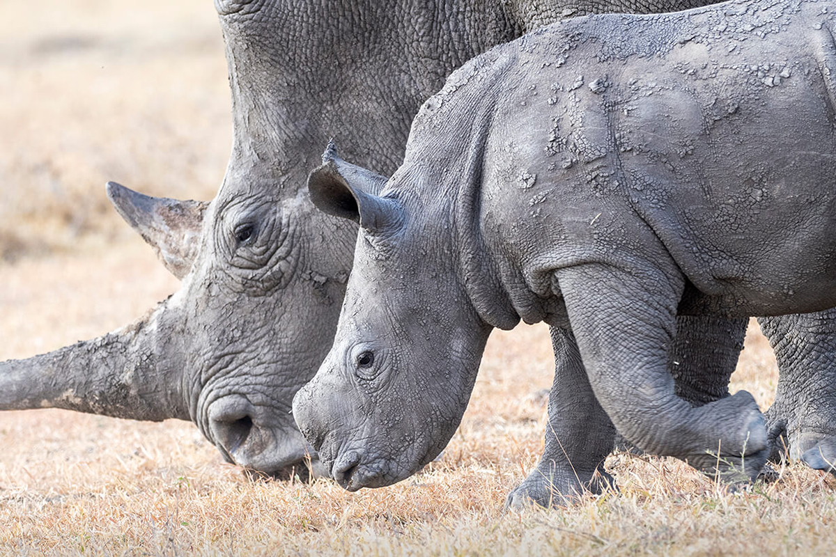rinoceronti a Ol Pejeta
