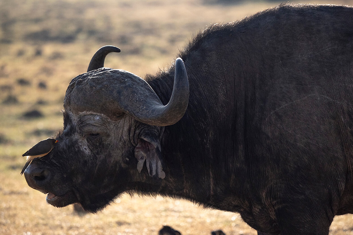il bufalo è un altro degli animali del famoso Big 5 che si possono vedere in un safari in Kenia in 5 giorni
