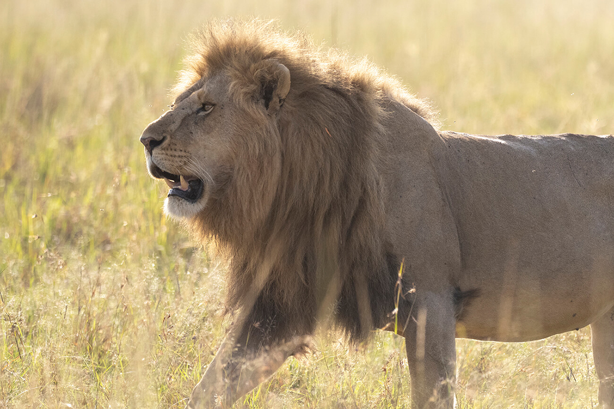 in un safari nel Masai Mara ci sono grandi probabilità di vedere leoni e persino vedere i Big 5 in un safari in Kenia in 5 giorni
