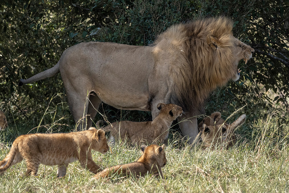 leone con i suoi cuccioli durante un safari in Kenia in 5 giorni