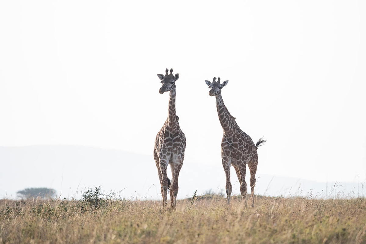 giraffe nella savana del Masai Mara