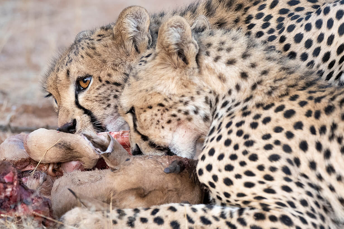 ghepardi a Ol Pejeta che mangiano
